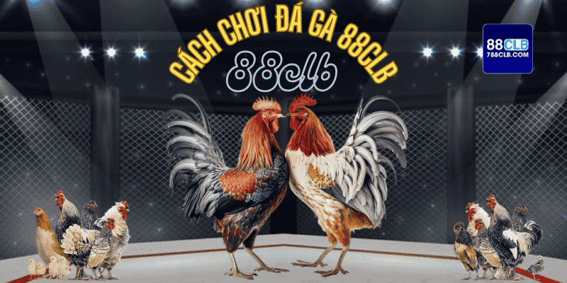 Thao tác từng bước cách chơi cá cược đá gà 88CLB