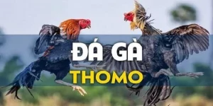 đá gà thomo 88clb